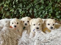 chłopcy - 6 tygodni